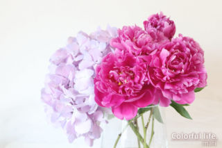 FLOWER紫陽花と芍薬2（2022年5月）